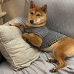 Un Shiba Inu allongé sur un canapé et portant un habit pour chien