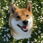 Un Shiba Inu assis sur un terrain herbeux et ayant la gueule ouverte 