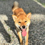 Un Shiba Inu regardant vers la caméra et ayant la langue pendante 