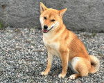 Un Shiba Inu assis sur des gravillons et regardant vers la caméra 