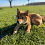 Un Shiba Inu allongé sur un terrain herbeux et qui est tenn=u en laisse 