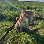 Un Shiba Inu assis sur un terrain herbeux et qui est tenu en laisse 