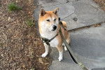 Un Shiba Inu assis sur une surface bétonnée et qui est tenu en laisse 
