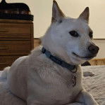 Un Shiba Inu allongé et portant un collier autour du cou