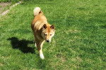 Un Shiba Inu marchant sur un terrain herbeux 