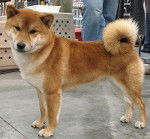 cookie - Shiba Inu (8 mois)