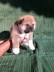 mi Peluche - Shiba Inu (2 mois)