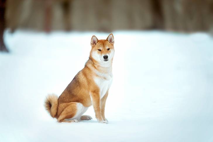 Un Shiba Inu assis dans la neige