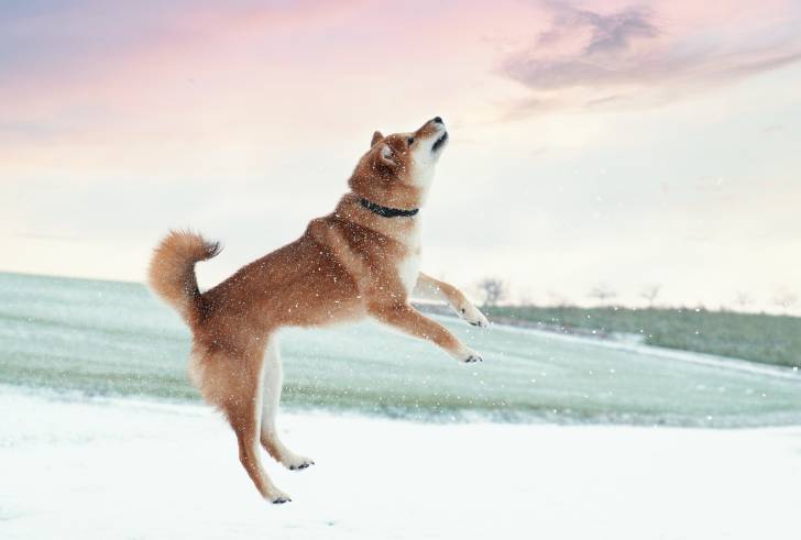 Un Shiba Inu qui saute sous les flocons de neige
