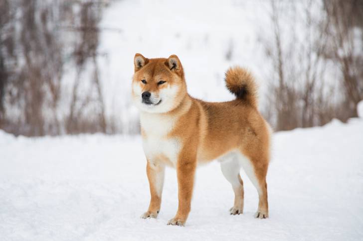 Un Shiba Inu qui se promène sous la neige