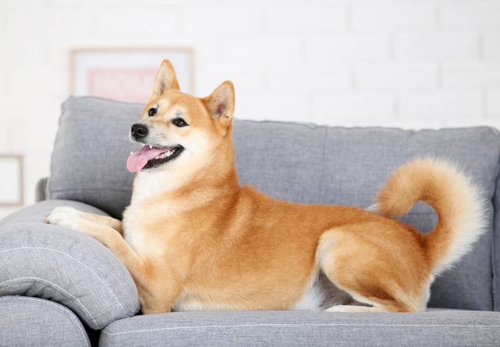Un Shiba Inu allongé sur un canapé gros
