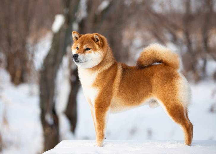 Top 8 Des Chiens Qui Ressemblent Un Renard
