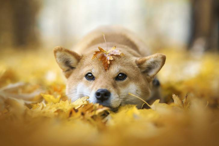 Un Shiba Inu allongé dans des feuilles d'automne