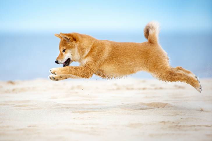 Un Shiba Inu qui saute dans le sable