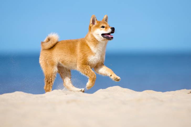 Un Shiba Inu qui court au bord de la plage