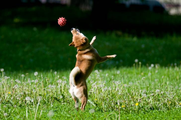Un Shiba Inu qui saute pour attraper une balle