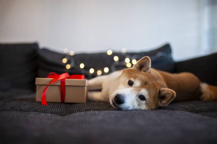 Un Shiba Inu allongé sur un canapé à côté d'un paquet cadeau