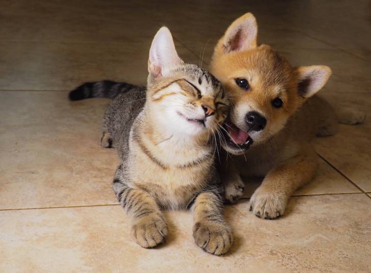 Un jeune Shiba Inu qui mordille l'oreille d'un chat