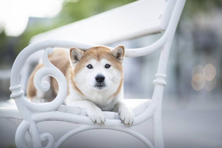 Un Shiba Inu allongé sur un banc en fer blanc