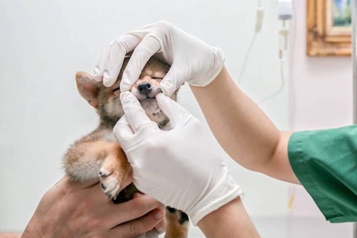 Un chiot Shiba Inu se fait examiner chez le vétérinaire 