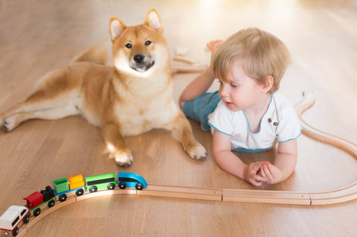 Un Shiba Inu et un garçon de deux ans jouent avec un petit train