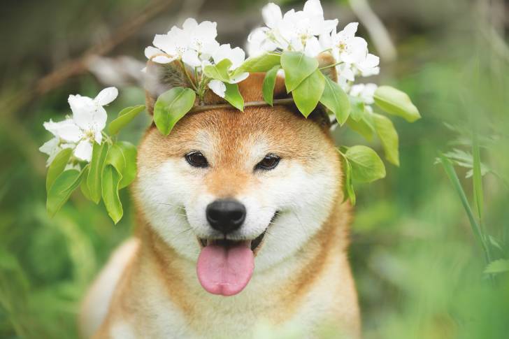 Un Shiba Inu avec une couronne de fleurs sur la tête