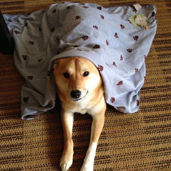 Un Shiba Inu allongé et regardant vers la caméra 