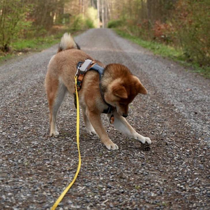 Un Shiba Inu sur une route et qui est tenu en laisse 