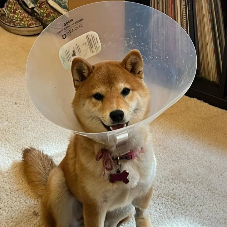 Un Shiba Inu assis sur une moquette et portant un carcan