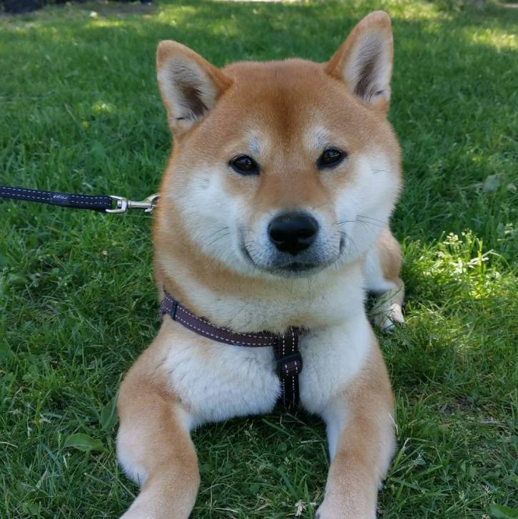 Un Shiba Inu allongé sur un terrain herbeux et qui est tenu en laisse 