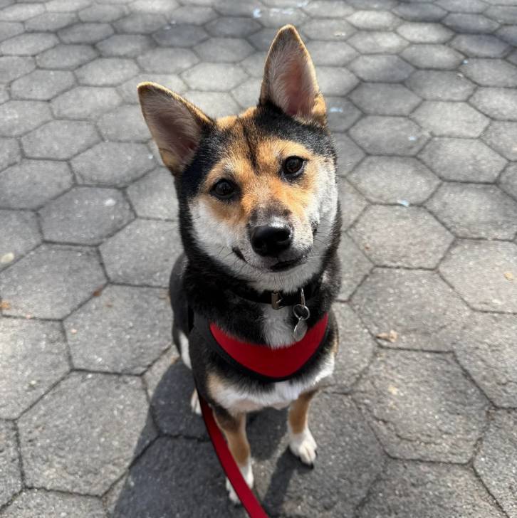 Un Shiba Inu assis sur un sol pavé et qui est tenu en laisse 