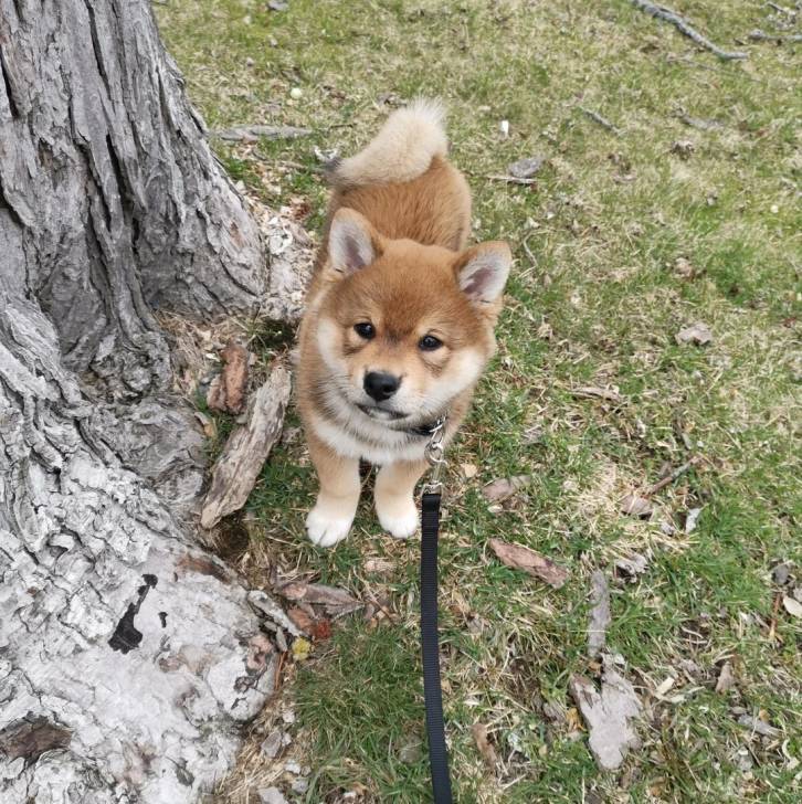 Un Shiba Inu sur un terrain herbeux et qui est tenu en laisse 