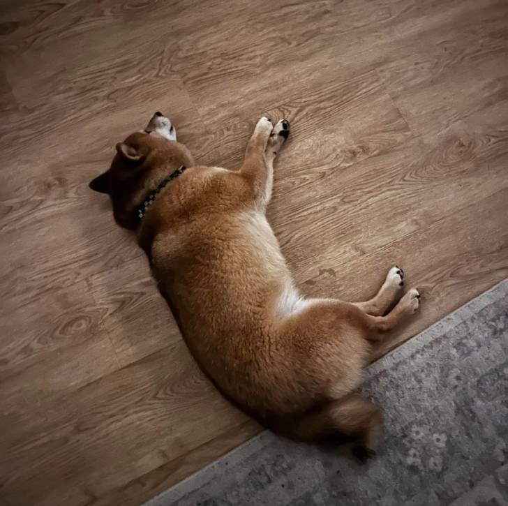 Un Shiba Inu allongé sur un plancher et portant un collier autour du cou