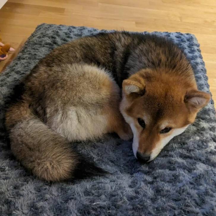 Un Shiba Inu allongé sur un tapis et semblant détendu