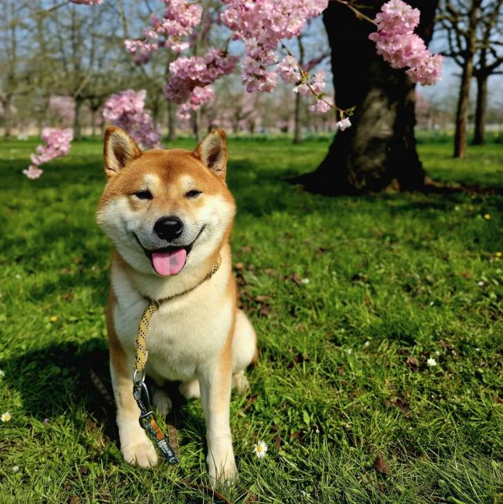 Un Shiba Inu assis sur une surface herbacée et qui est tenu en laisse 