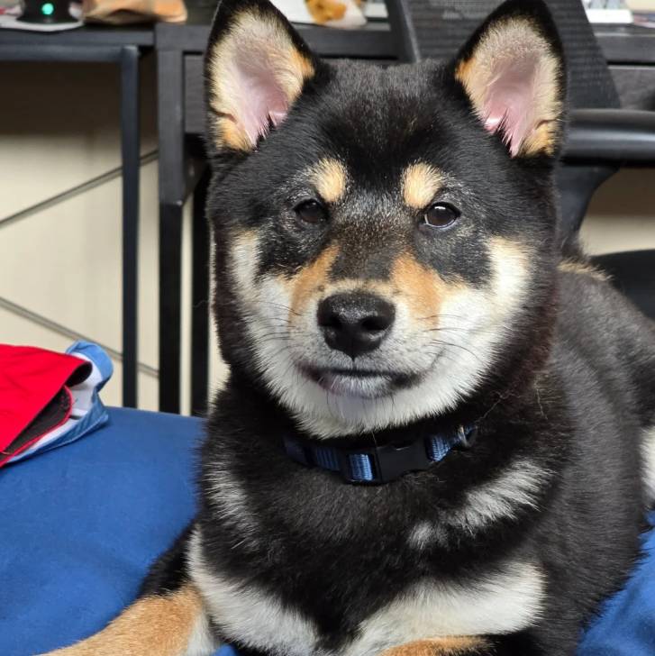 Un Shiba Inu 