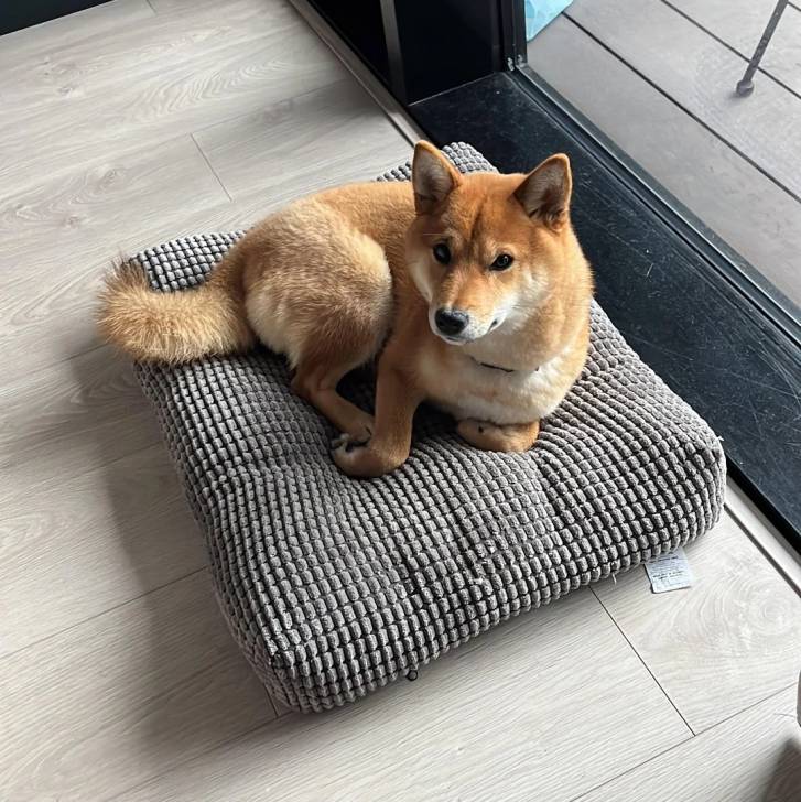 Un Shiba Inu allongé sur un coussin et regardant vers la caméra 