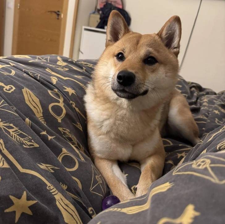 Un Shiba Inu allongé sur un lit et tirant la langue 