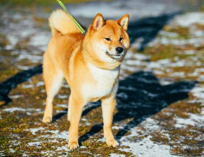 Besoin d'exercice du Shiba Inu