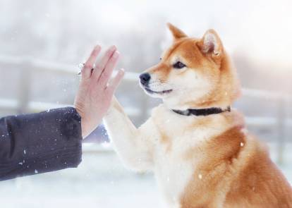 Une femme et son Shiba Inu font un high-five