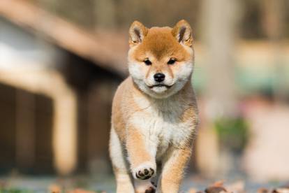 Un chiot Shiba Inu en extérieur 