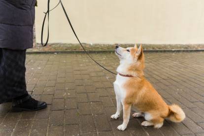 Un Shiba Inu tenu en laisse
