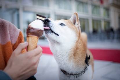 Un Shiba Inu en train de lécher une glace 