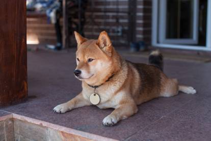 Un Shiba Inu surveille son domicile