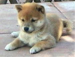 Shiba - Shiba Inu