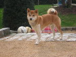 Shailo - Shiba Inu
