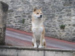 shiba inu AKI - Shiba Inu