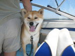 Shiba Aki - Shiba Inu