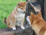 Shiba From Hillock Snowy - Shiba Inu