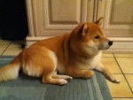 Akira - Shiba Inu Mâle (4 ans)